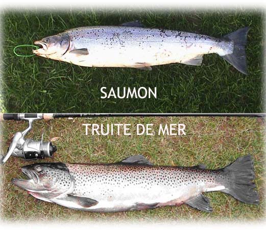 peche truite finistere